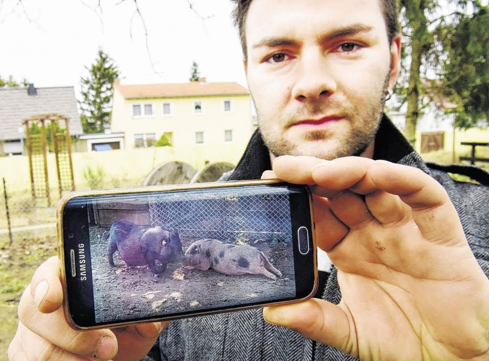 Christian Holfeld zeigt mit seinem Smartphone Aufnahmen der zwei Minischweine Rosi und Lotte aus besseren Tagen.