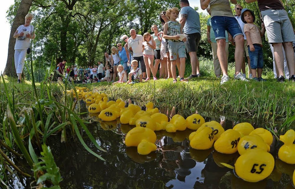 413 Enten wurden beim Westdorfer Heimatfest inis Rennen geschickt.