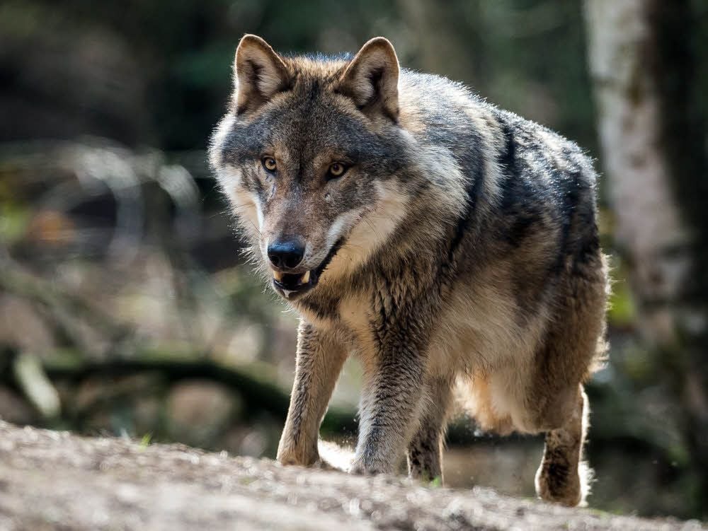 Der Wolf soll sich - geht es nach den Jägern - gar nicht erst im Harz ansiedeln.