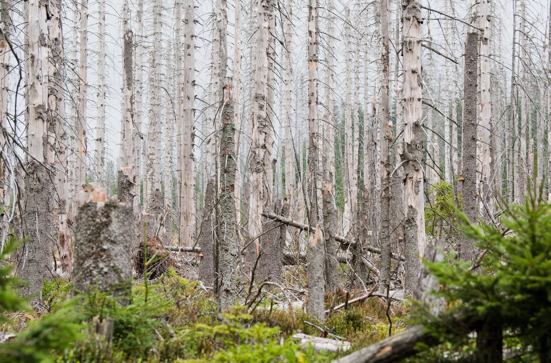 Borkenkäfer setzen im Harz den Fichtenwäldern zu. Doch das kann der Natur letztlich auch gut tun.