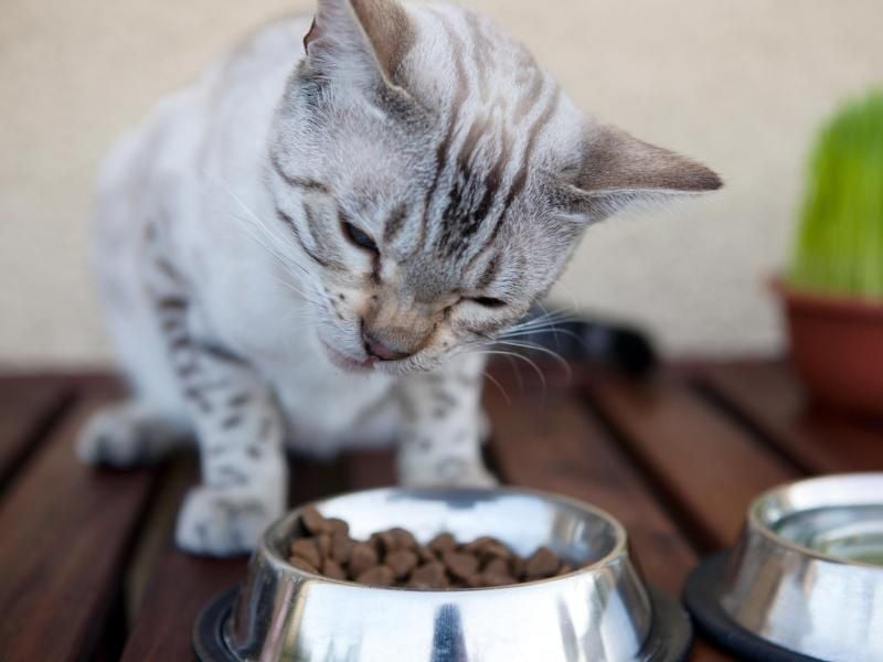 Trockenfutter versorgt Katzen mit allen wichtigen Nährstoffen. Wichtig ist, dass die Tiere zusätzlich viel trinken. Foto: Silvia Marks