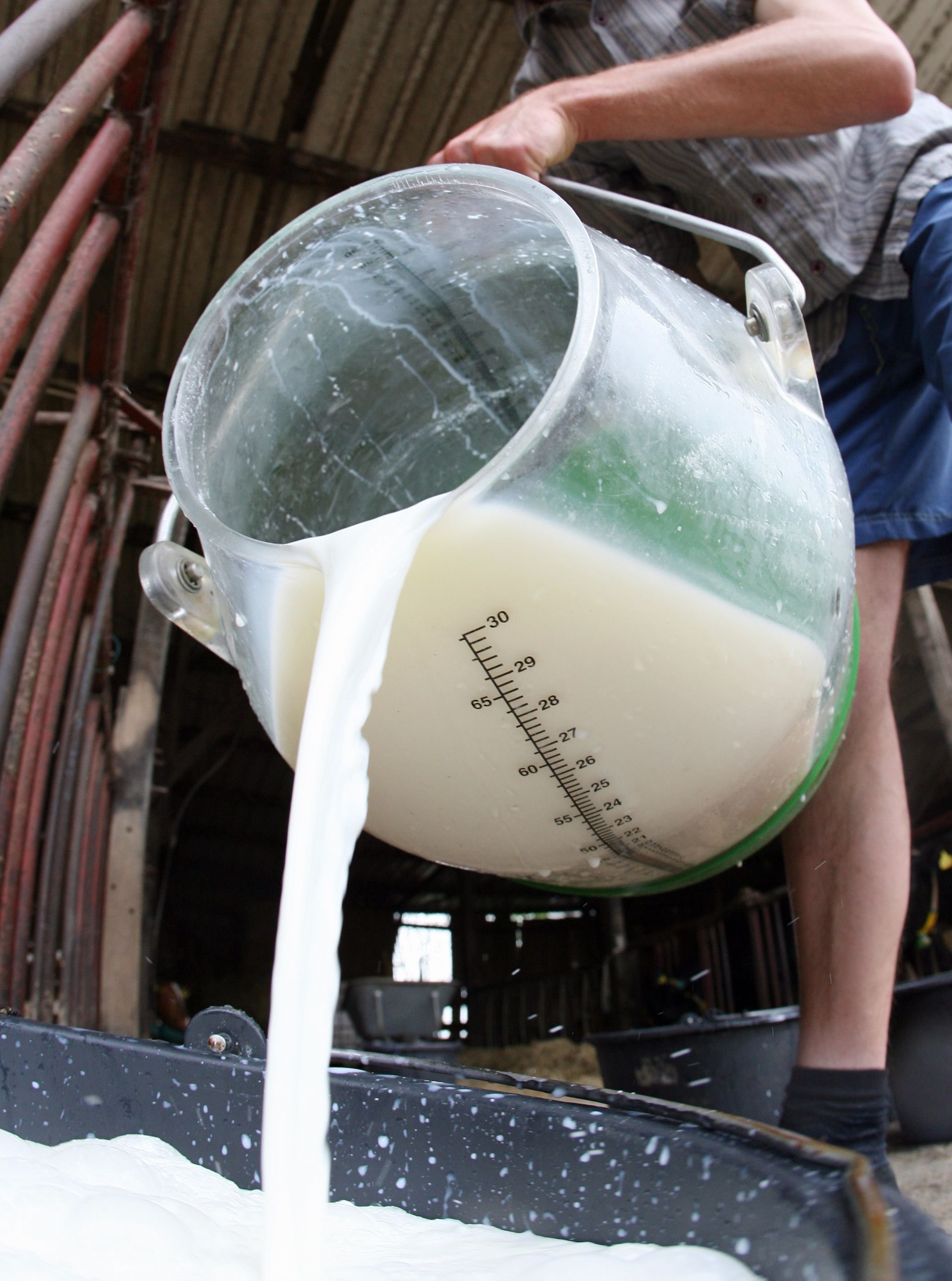Ein Landwirt gießt auf seinem Hof Rohmilch in einen Eimer