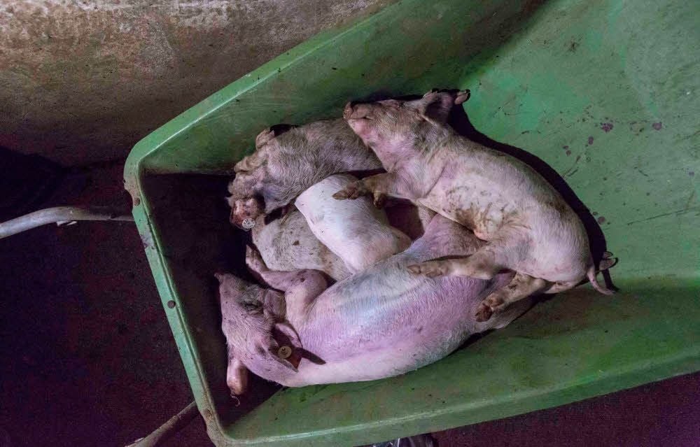 Ausschuss der Fleischindustrie: In einer Zuchtanlage im Landkreis Harz werden die toten Ferkel in einer Schubkarre gesammelt.
