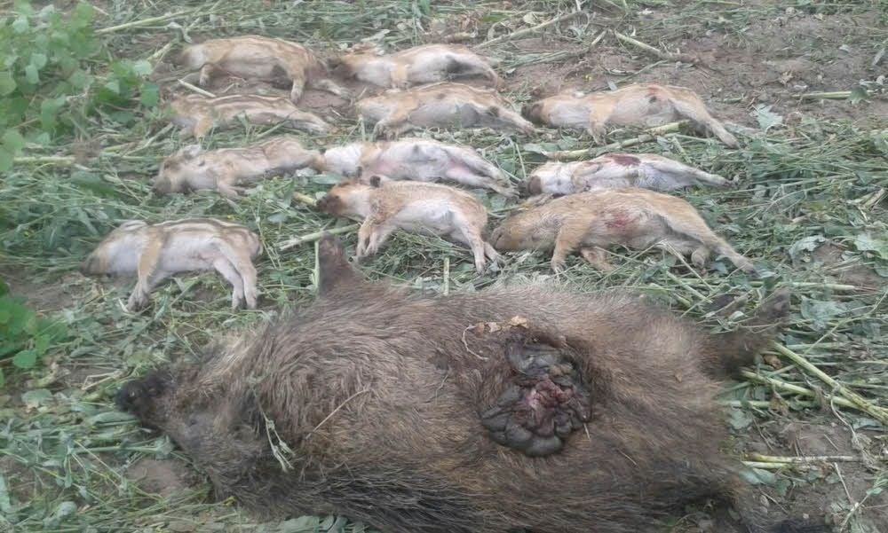Die toten Tiere vom Kochstedter Acker.