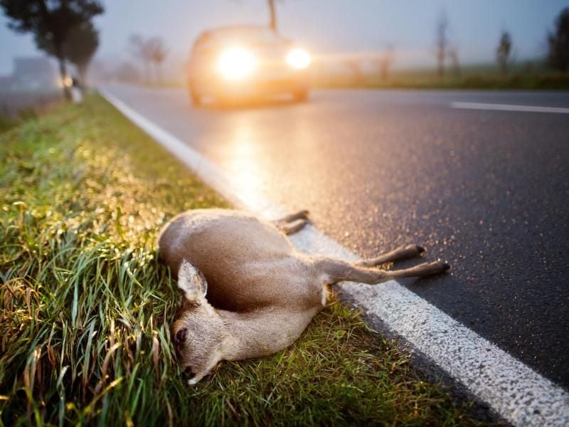 Viele Wildtiere machen sich in der Dämmerung auf den Weg. Speziell dort, wo Schilder auf Wildwechsel hinweisen, gilt: Fuß vom Gas. Foto: dpa-tmn