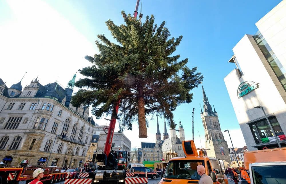 Der hallesche Weihnachtsbaum hängt am Kran.