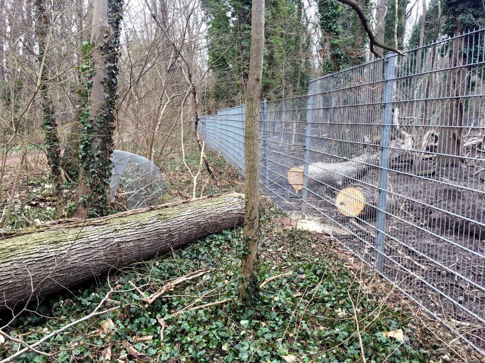 Sturm „Yulia“ hatte diese Linde auf den Zaun des Tierparks geworfen.