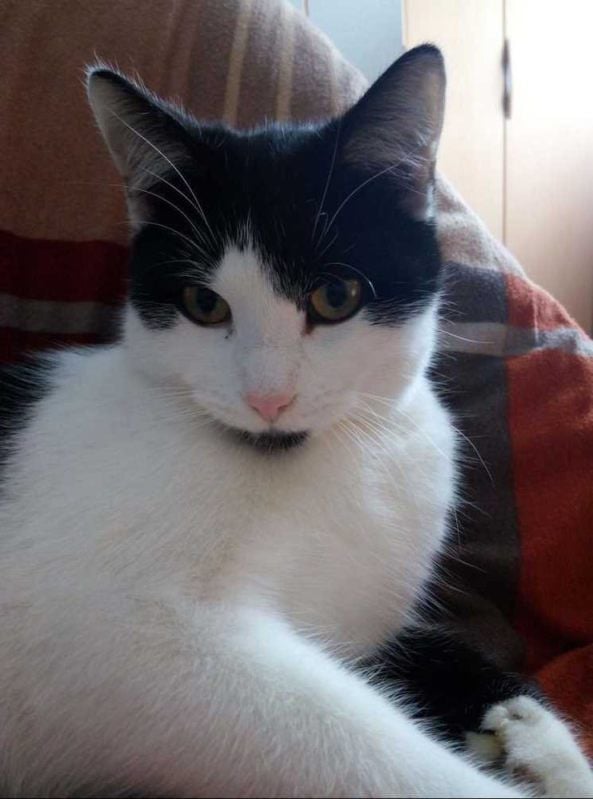 Kater Krümel wird sehr vermisst und immer noch gesucht.