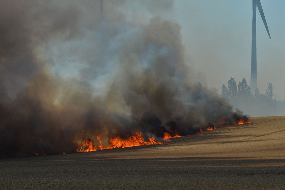 Etwa 80 Hektar Weizen sind durch ein Feuer zwischen Reinstedt und Ermsleben (Landkreis Harz) vernichtet worden. Feuerwehren aus dem Landkreis Harz und dem Salzlandkreis waren vor Ort im Einsatz. Durch den dichten Rauch kam es zu starken Behinderungen.