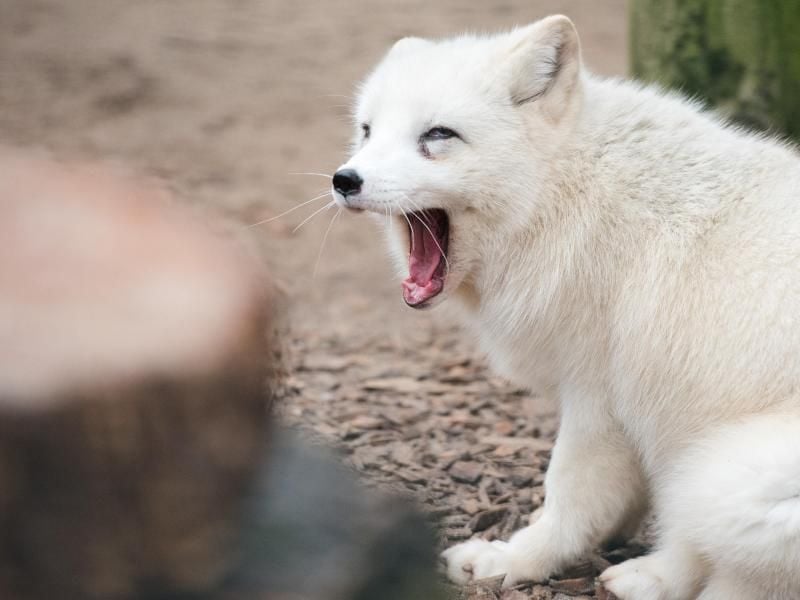 Eine Füchsin gähnt am im Tierpark in Neumünster. Foto: picture alliance / dpa/Archivbild