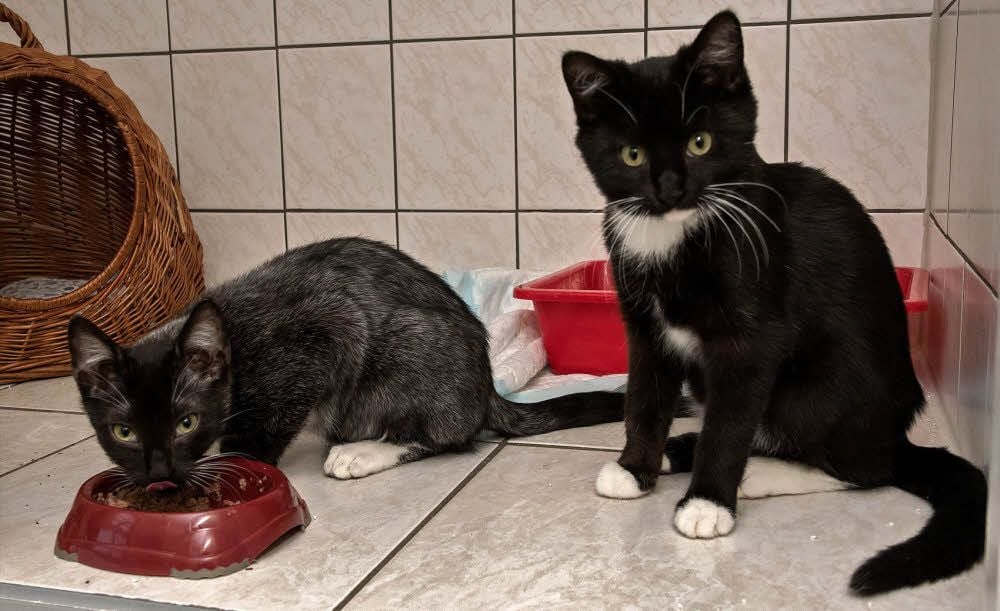 Die beiden kleinen Kater Bubi (links) und Mogli im SOS Tierhof Bad - beide haben jetzt ein neues Zuhause gefunden.