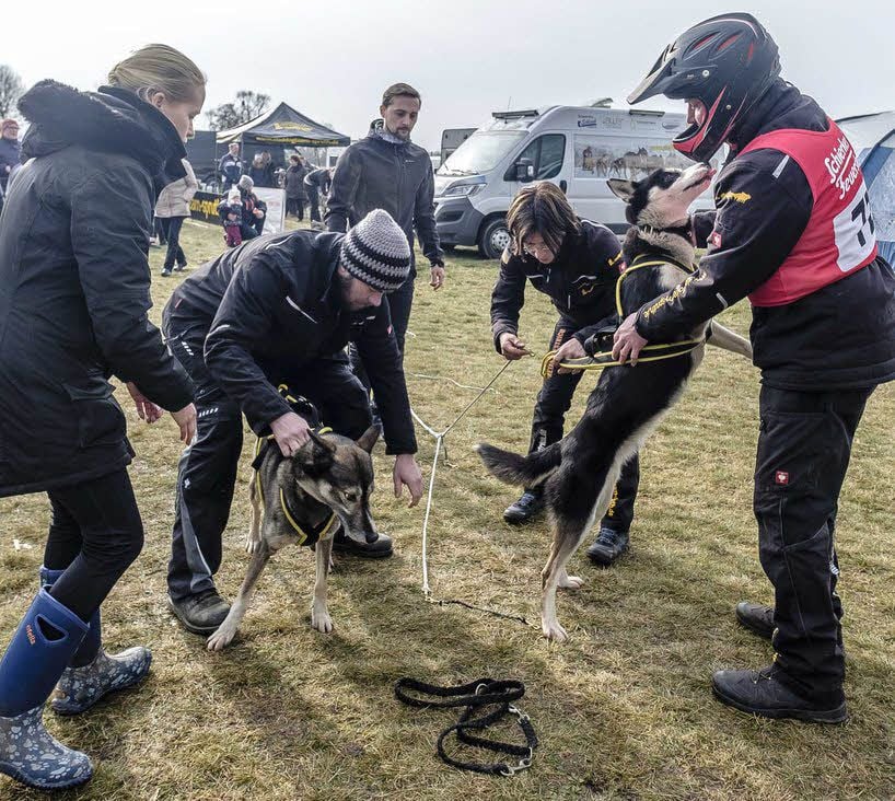 Angespannt wird: Nicht so einfach machen es die aufgeregten Huskys ihrem Besitzer und Helfern, wenn es endlich losgehen soll.