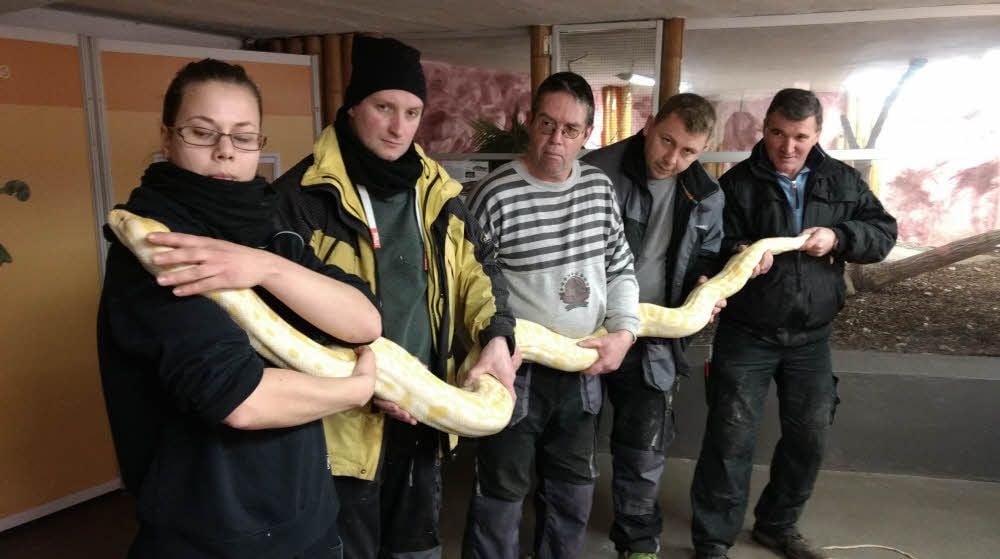 Streicheleinheiten: Tigerpython Lissy wird im Erlebnistierpark in Memleben willkommen geheißen.