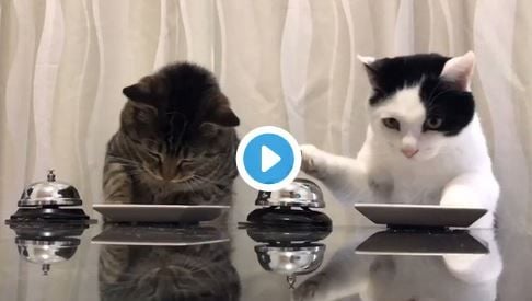 Katzen klingeln
