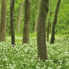 Blühender Bärlauch: Für viele ein besonderer Genuss, egal ob im Essen oder als Heilpflanze. Es gibt jedoch Regeln zur Entnahme in Wäldern.