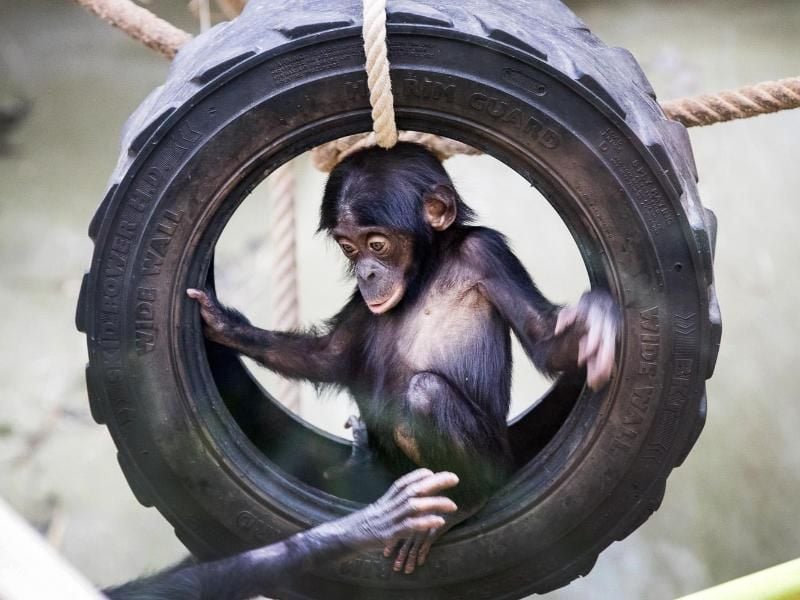 Ein Bonobo-Äffchen im Kölner Zoo: Vier Tiere sind im Rahmen des Europäischen Zuchtprogramms aus Berlin nach Köln gekommen. Foto: Werner Scheurer/Zoo Köln