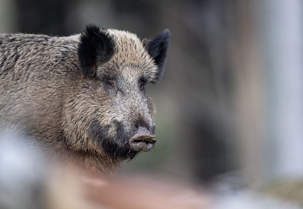 Auf der Abschussliste: Wildschwein