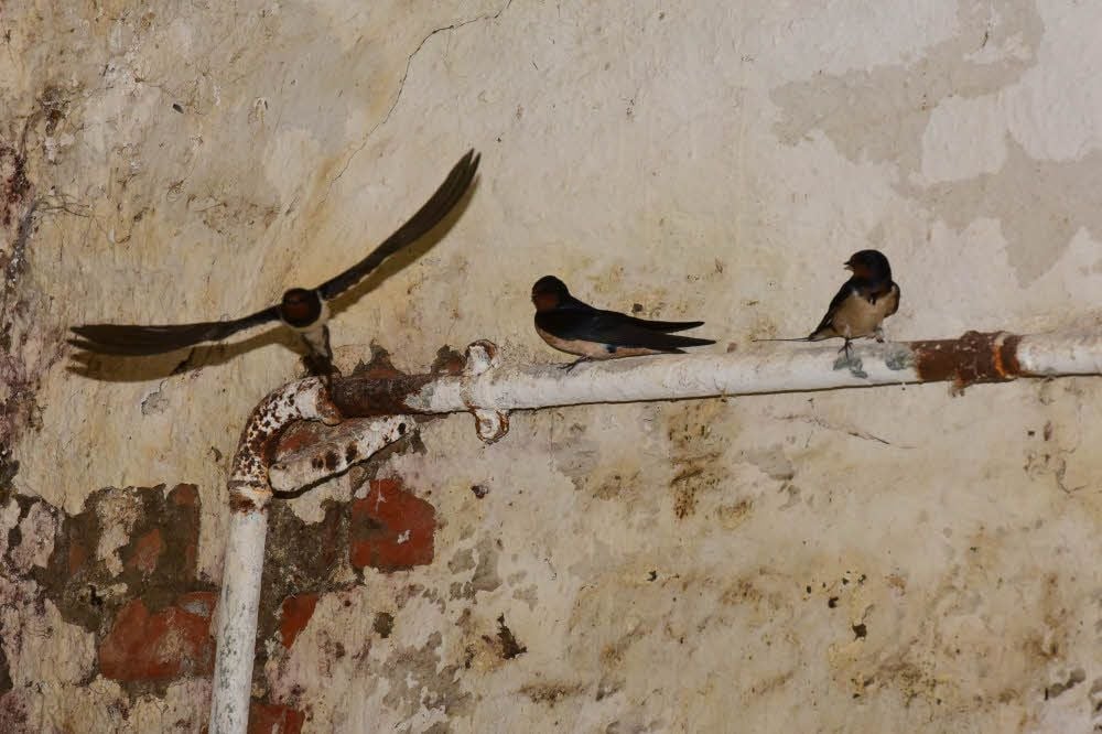 Die Schwalben fühlen sich von der Nähe des Fotografen in einem der Wirtschaftsgebäude augenscheinlich gestört.