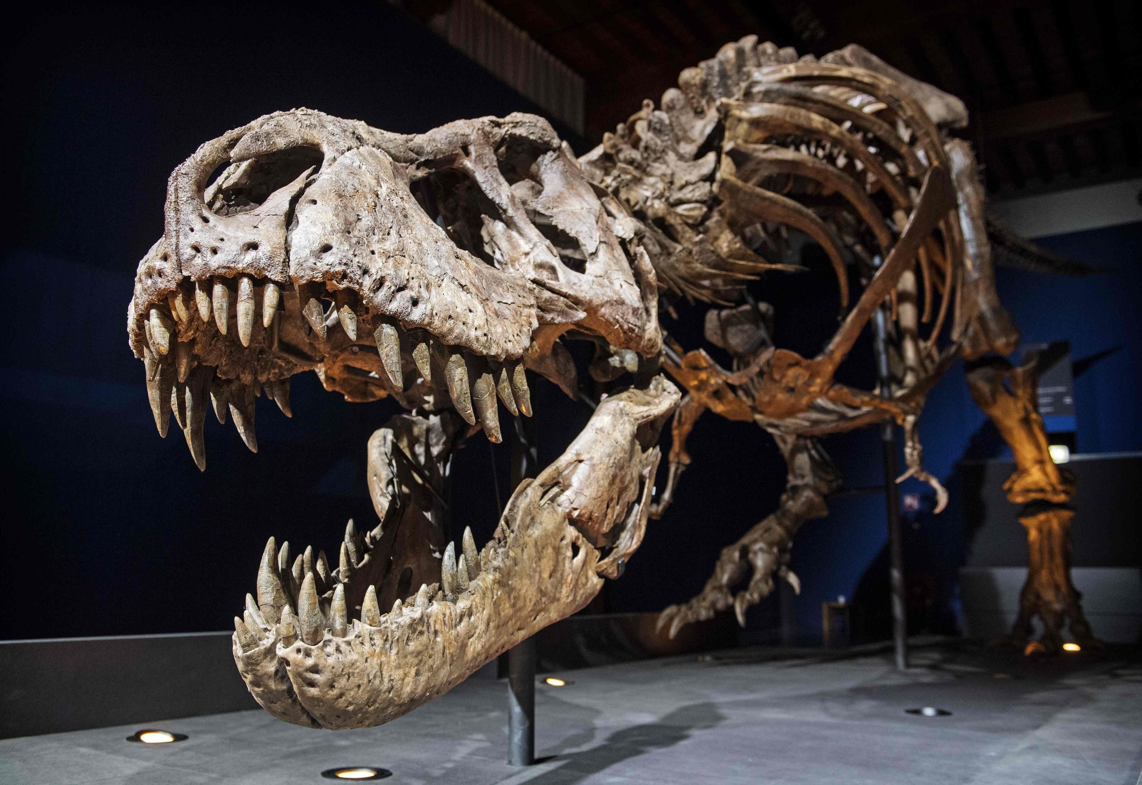 Das etwa 66 Millionen Jahre alte Skelett des T. rex mit Namen „Trix” ist ab jetzt im Museum „Naturalis” im niederländischen Ort Leiden zu sehen.