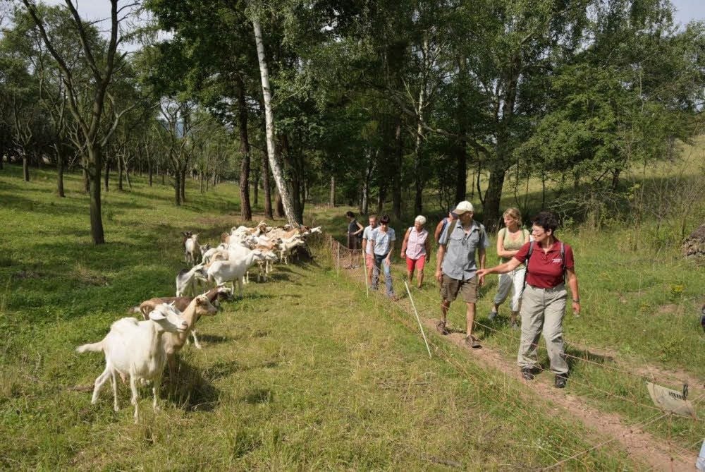 Mit zertifizierten Natur- und Landschaftsführern lassen sich die Besonderheiten des Waldes und umliegender Streuobstwiesen entdecken.