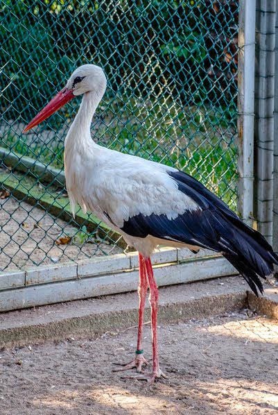Der angeschossene Storch Luther ist zur Genesung im Storchenhof in Loburg.