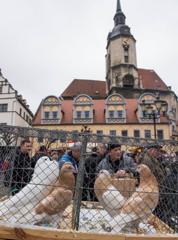 Gut besucht ist am Sonnabendmorgen der zweite der vier diesjährigen Naumburger Taubenmärkte. Es ist bereits die 149. Saison.