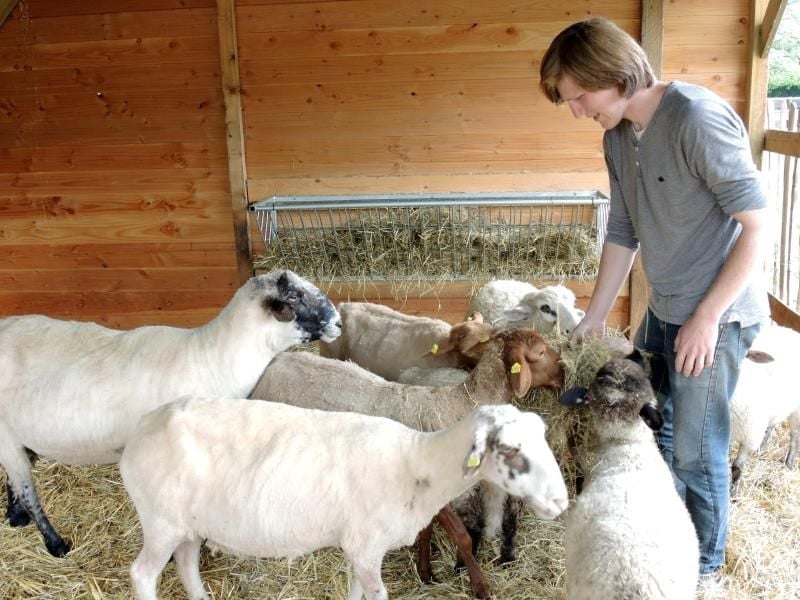 Dominik Veil ist „Bufdi” auf der Jugendfarm Pfingstweide in Ludwigshafen (Rheinland-Pfalz) und kümmert sich dort auch um die Schafen. Foto: Simon Ribitzky