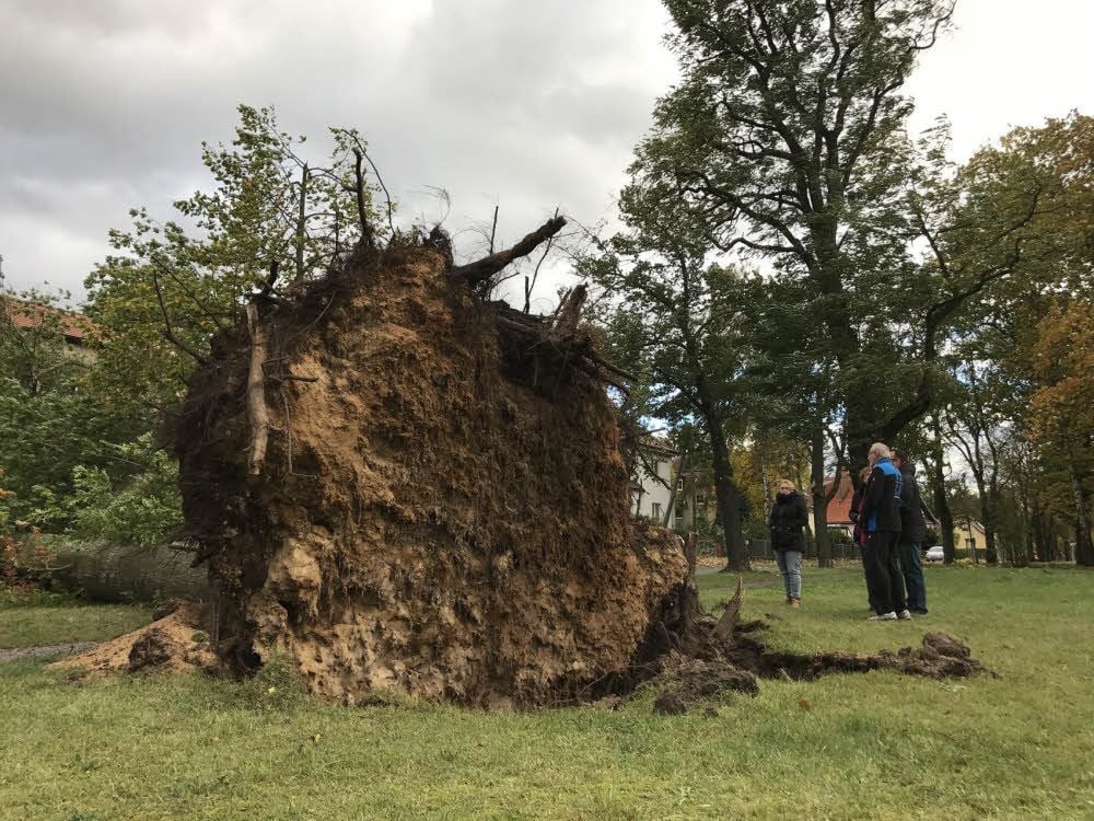 In Mosigkau hat es eine riesige Eiche umgeworfen.
