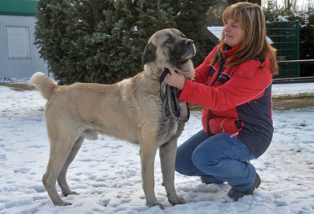 Bato, der dreijährige Kangal, kam über das Veterinäramt ins Tierheim und sucht nun ein Zuhause.