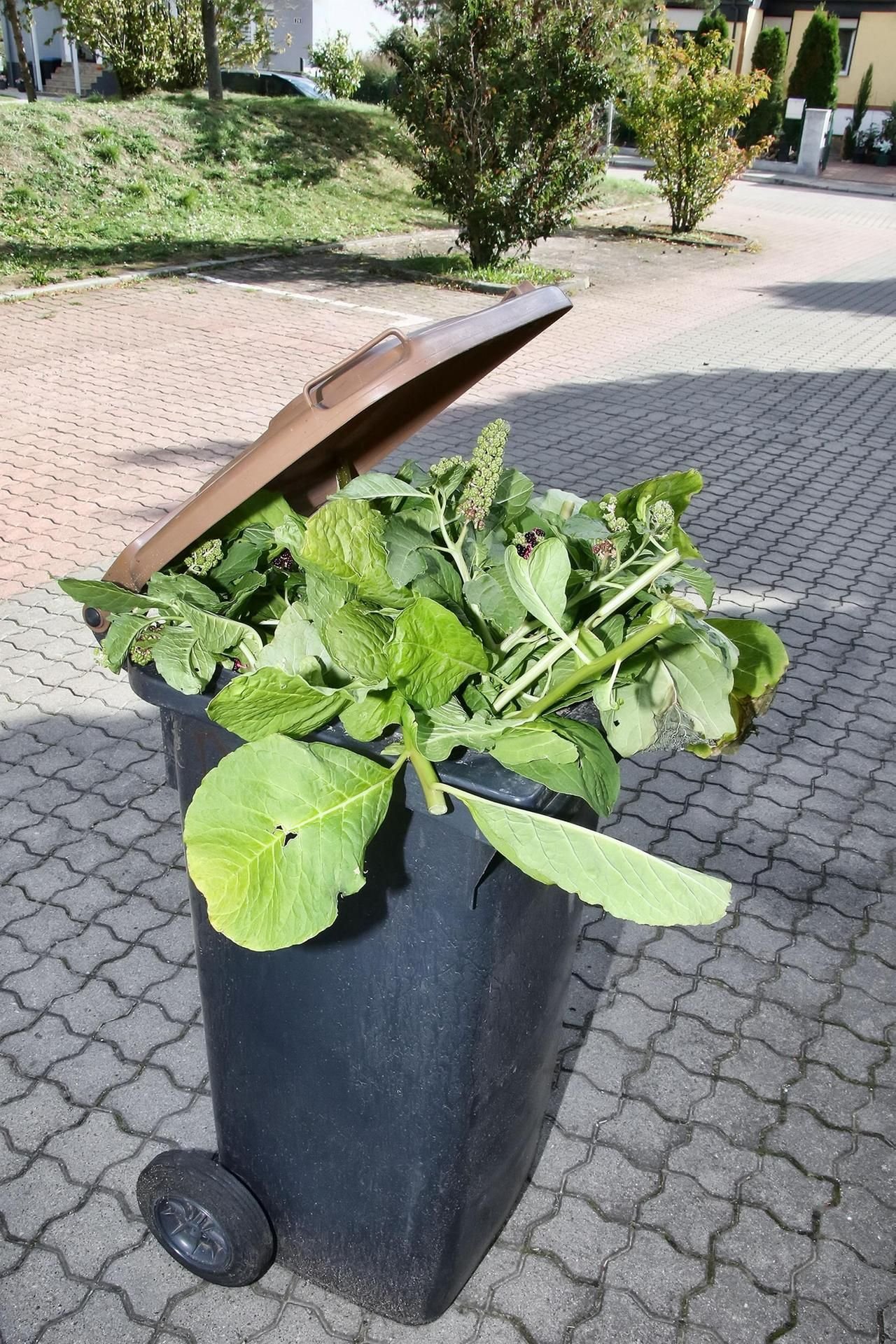 Die Biotonne ist seit vielen Jahren politisches Streitobjekt. Im Landkreis gibt es - anders als in den meisten anderen Kreisen in Deutschland - keine Pflicht zur Nutzung der Biotonne. Hier baut man auf Freiwilligkeit.