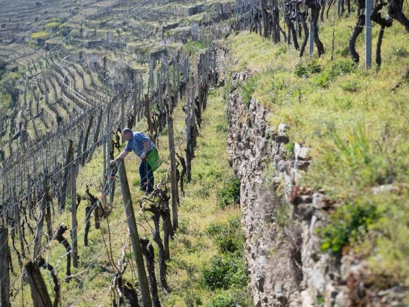 Das Direktkundengeschäft mit Wein legt während der Corona-Krise deutlich zu. Foto: Marijan Murat/dpa