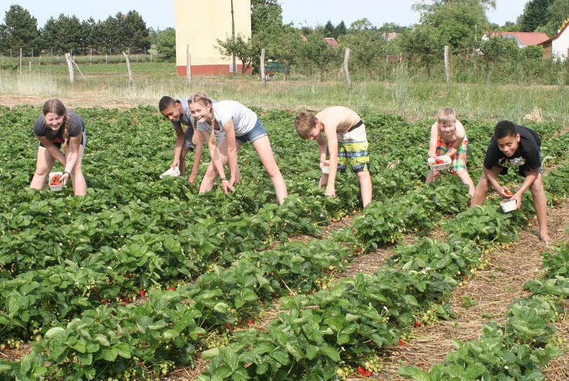Pflücken hier zum eigenen Vergnügen auf einem der Erdbeerfelder des Jessener Weinguts in den Unterbergen unweit der Schwarzen Elster (von links): Charlotte Hanke (14 Jahre), Tolu Olojede (14), Anabel Hanke (15), Karl Hanke (elf Jahre), Wilhelm Hanke (neun) und Femi Olojede (zwölf).