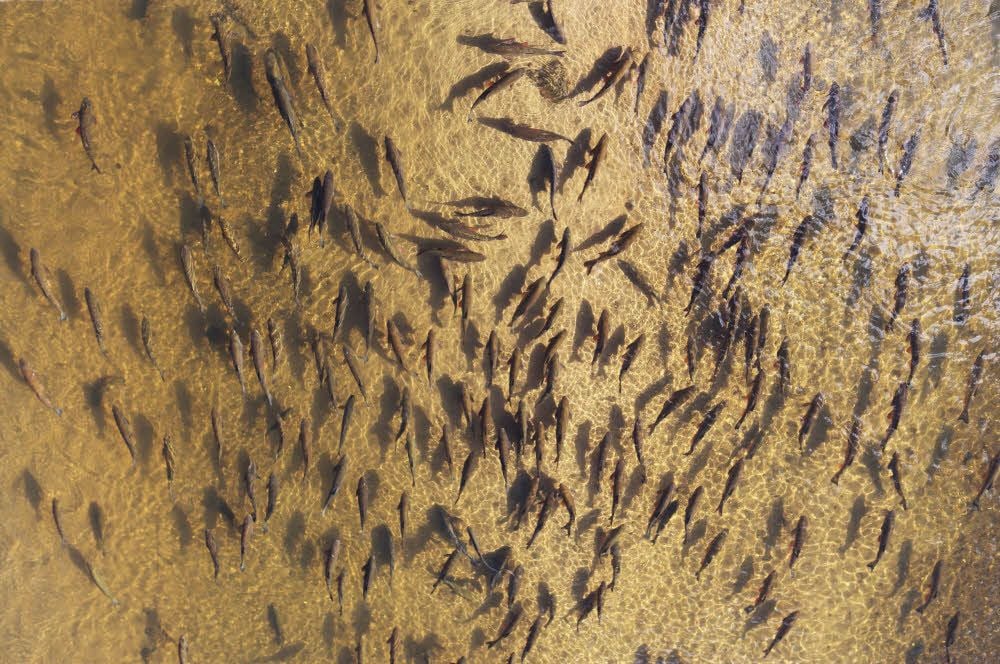 Unter der Jagdbrücke warten die Fische auf den nächsten Happen von „oben“ - und werden auch ständig belohnt.