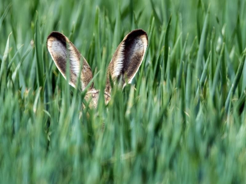 Mancher Hase hat es zu großer Berühmtheit gebracht. Foto: Patrick Pleul/dpa-Zentralbild/dpa