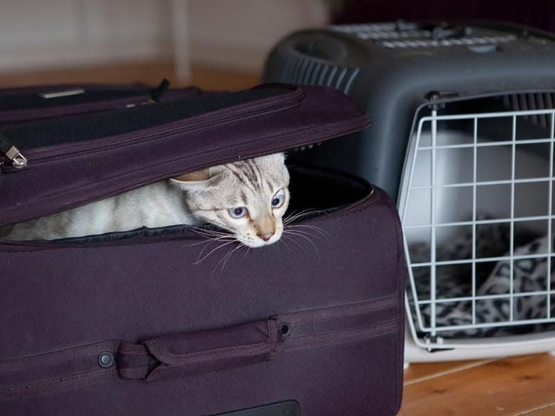 Katze in den Koffer stecken? Nein, so einfach gehen Tiere nicht auf eine Flugreise - Besitzer müssen einiges beachten. Foto: Silvia Marks