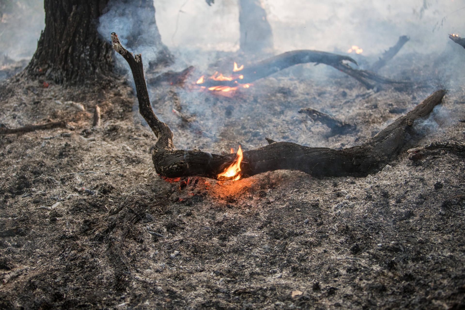 Die Waldbrandgefahr in Sachsen-Anhalt steigt.