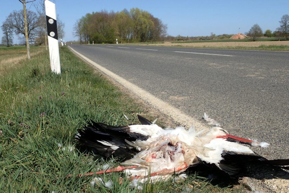 Der tote Storch am Straßenrand