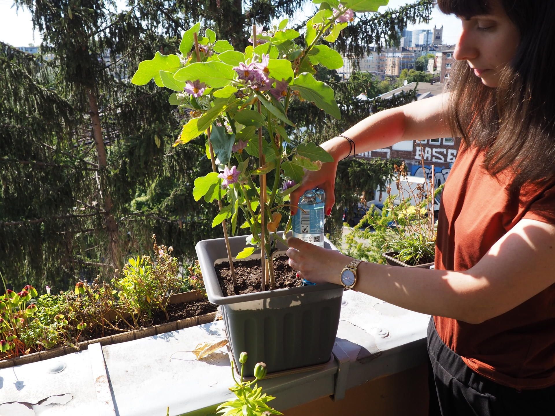 Unsere Autorin Rebecca Häfner steckt die PET-Flasche in den Blumentopf, die die Auberginenpflanze bewässern soll.