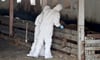 Tiermediziner stehen während einer Übung im Kampf gegen die Afrikanische Schweinepest in einem Schweinestall.