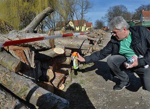Bürgermeister Peter Rietsch markiert das Holz.