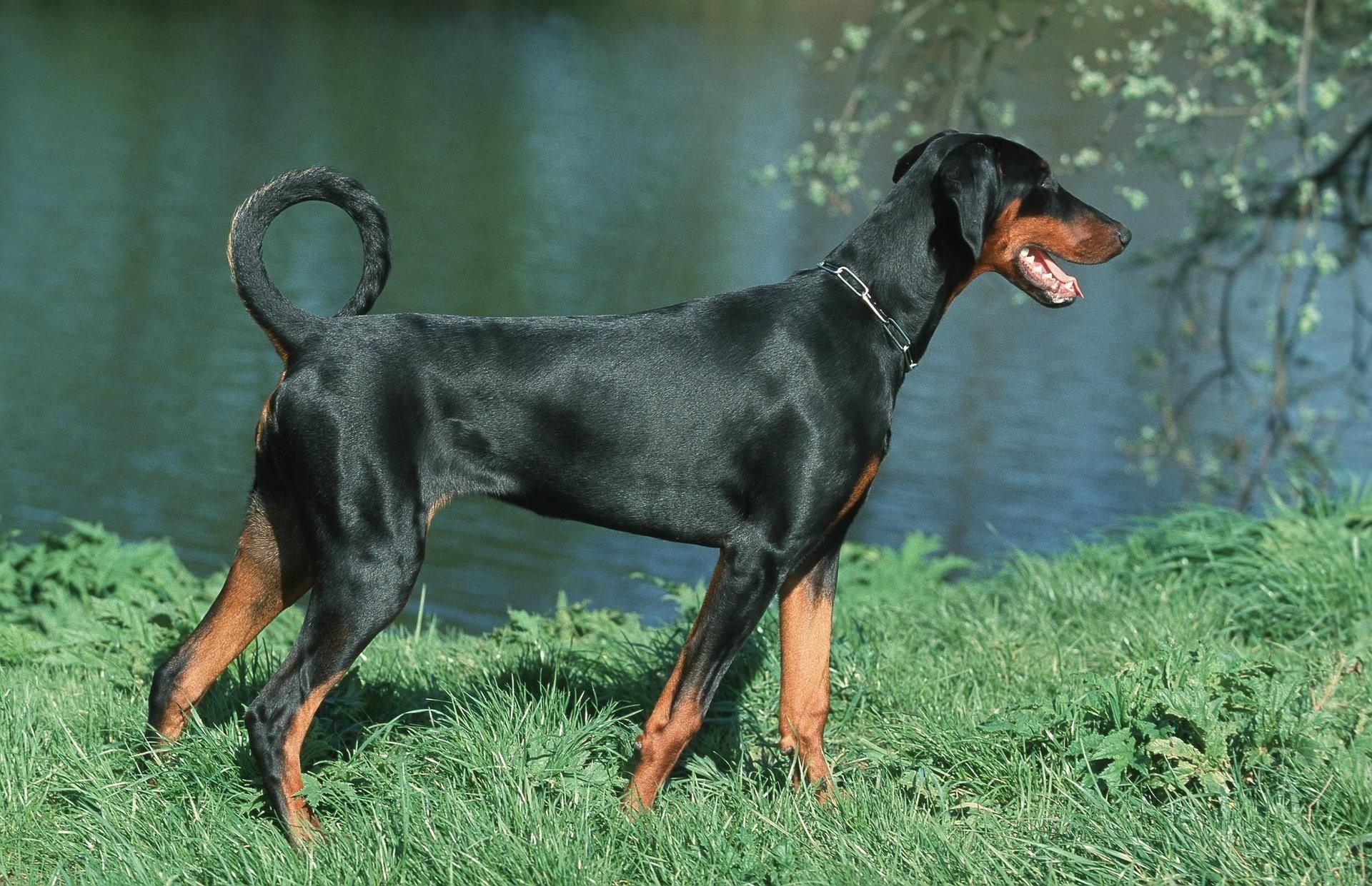 Dobermann-Hündin (Symbolbild)
