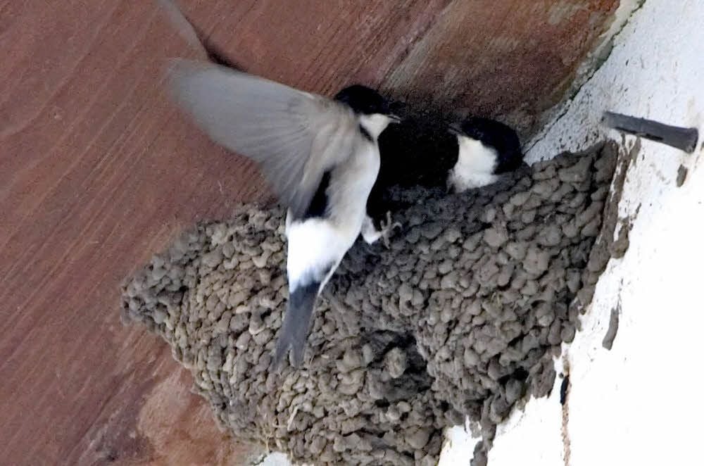 Bei Schwalben gibt es besonders dramatische Bestandsverluste aufgrund modernen Wohnungsbaus mit viel zugepflasterter Fläche. Schwalben brauchen aber in der Nähe ihres Nestes eine Schlammpfütze.