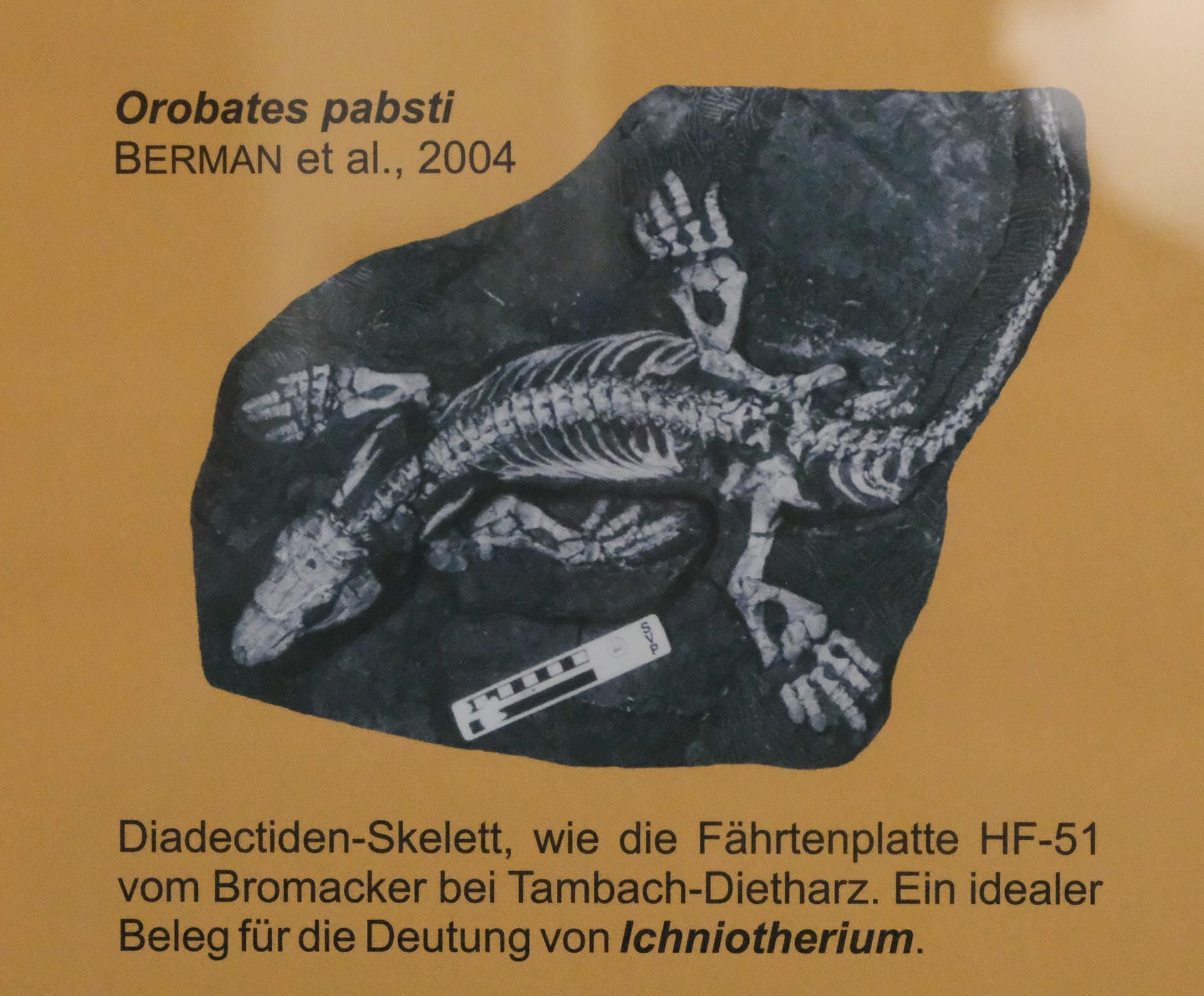 Die im Bromacker im thüringischen Tambach-Dietharz gefundenen Knochen des Diadectes absitus lassen sich den fossilen Fußspuren (Foto oben) zuordnen.