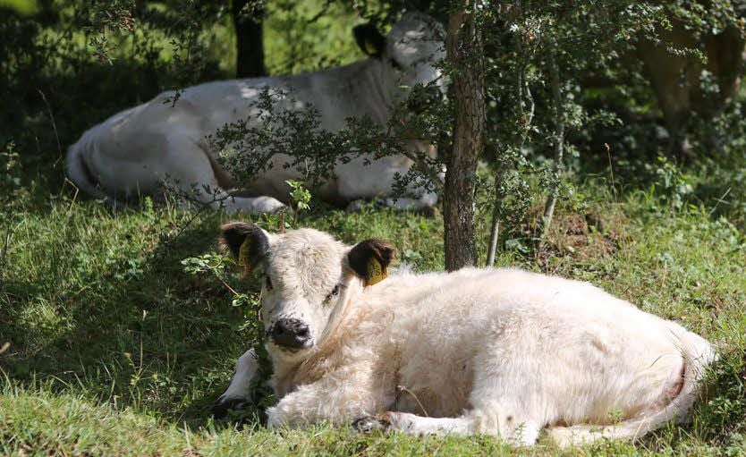 Weißenfels: Weißenfels: Auf ehemaligem Armeegelände tummeln sich  Galloway-Rinder