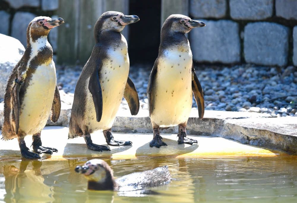 Humboldt-Pinguine im Mannheimer Luisenpark: Ein Tier dieser Art verschwand im Februar. Bis heute ist der Vorgang nicht aufgeklärt.