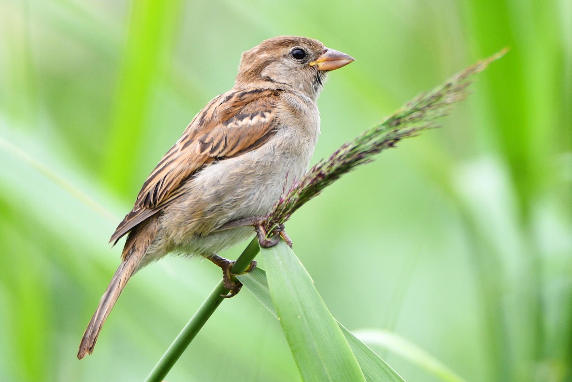 In Sachsen-Anhalt gibt es immer weniger Wildvögel.