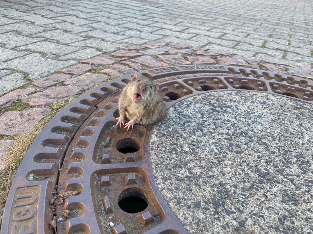 Die gerettete Ratte