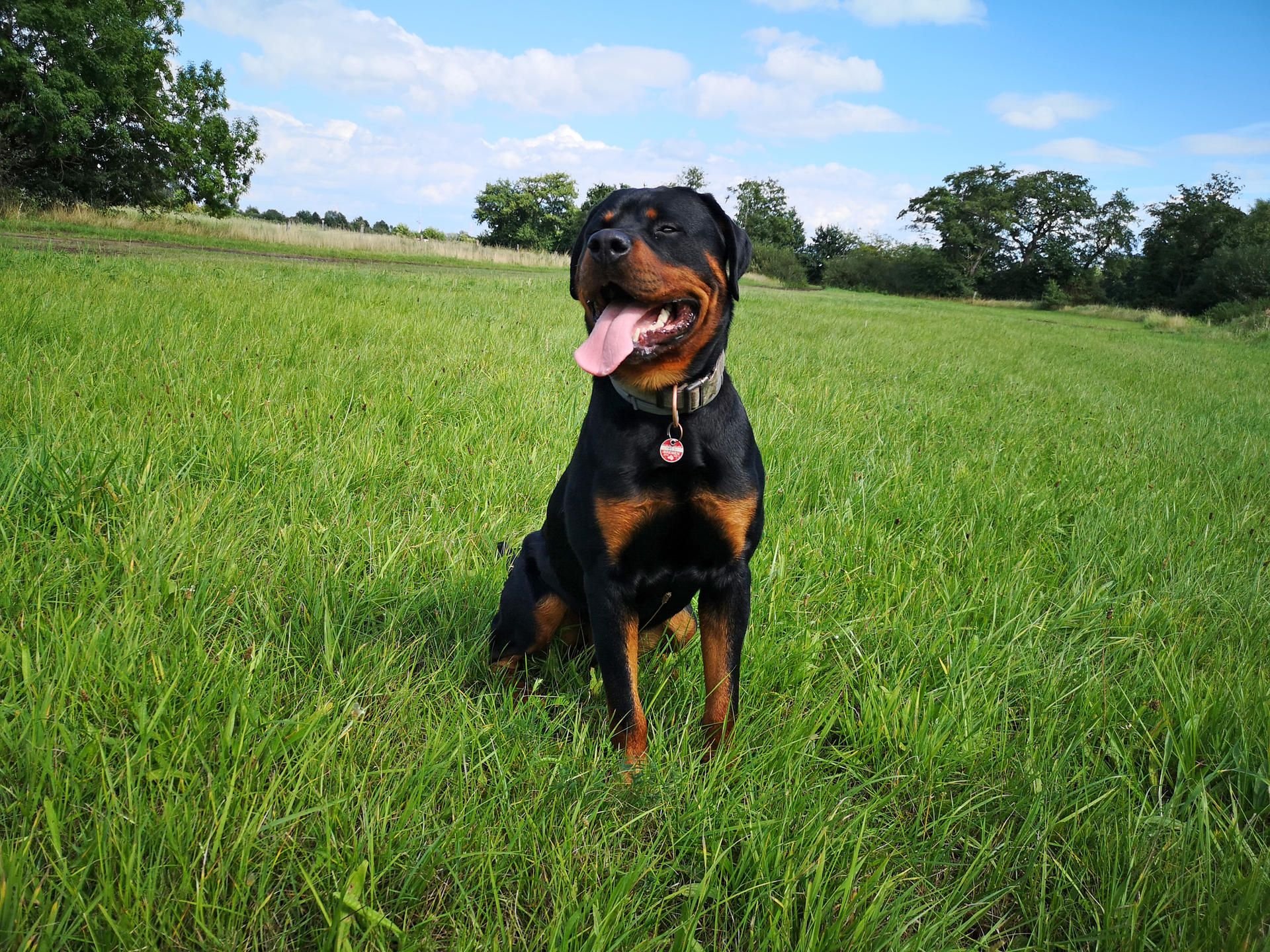 Rottweiler Balou ist zu harmlos für den Dienst bei der Polizei.