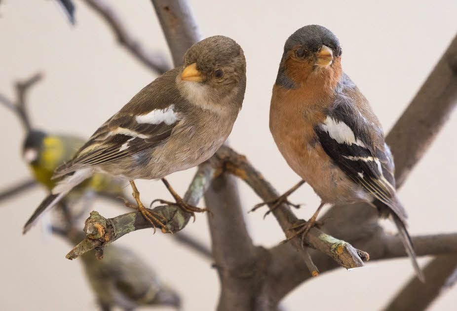 Die heimischen Singvögel bilden die kleinste Gruppe der ausgestellten Tiere.