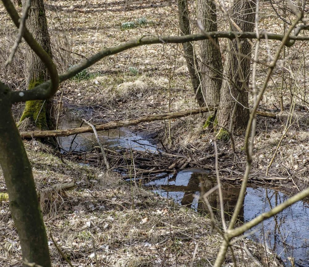 Am Hammerbach in der Köhlerei Eisenhammer sind die Spuren der Biber sichtbar.